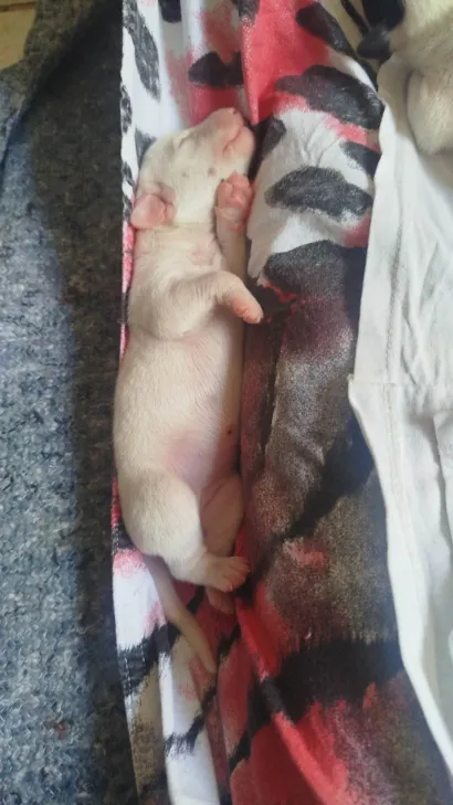Cachorro raça Basset-Cofap idade Abaixo de 2 meses nome Branquela