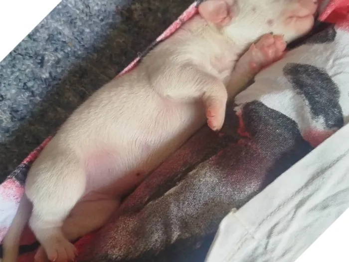 Cachorro ra a Basset-Cofap idade Abaixo de 2 meses nome Branquela