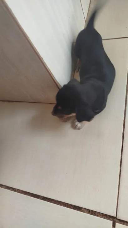 Cachorro raça SRD-ViraLata idade Abaixo de 2 meses nome Neguinha