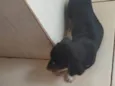 Neguinha