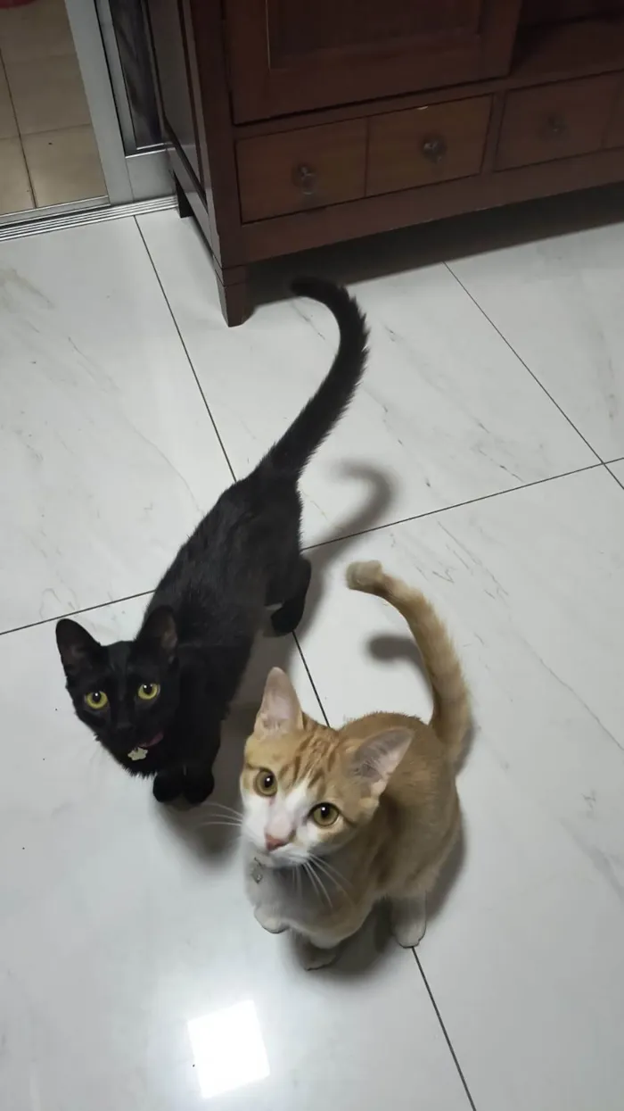 Gato ra a SRD-ViraLata idade 2 anos nome Tristana e Rumble