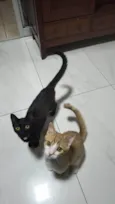 Tristana e Rumble