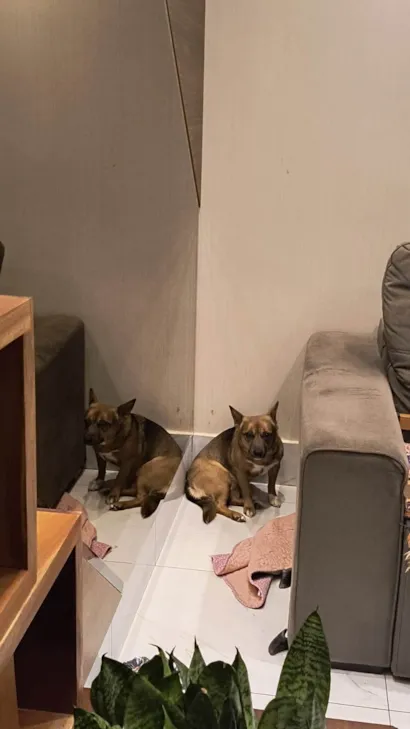 Cachorro raça SRD-ViraLata idade 1 ano nome Duda