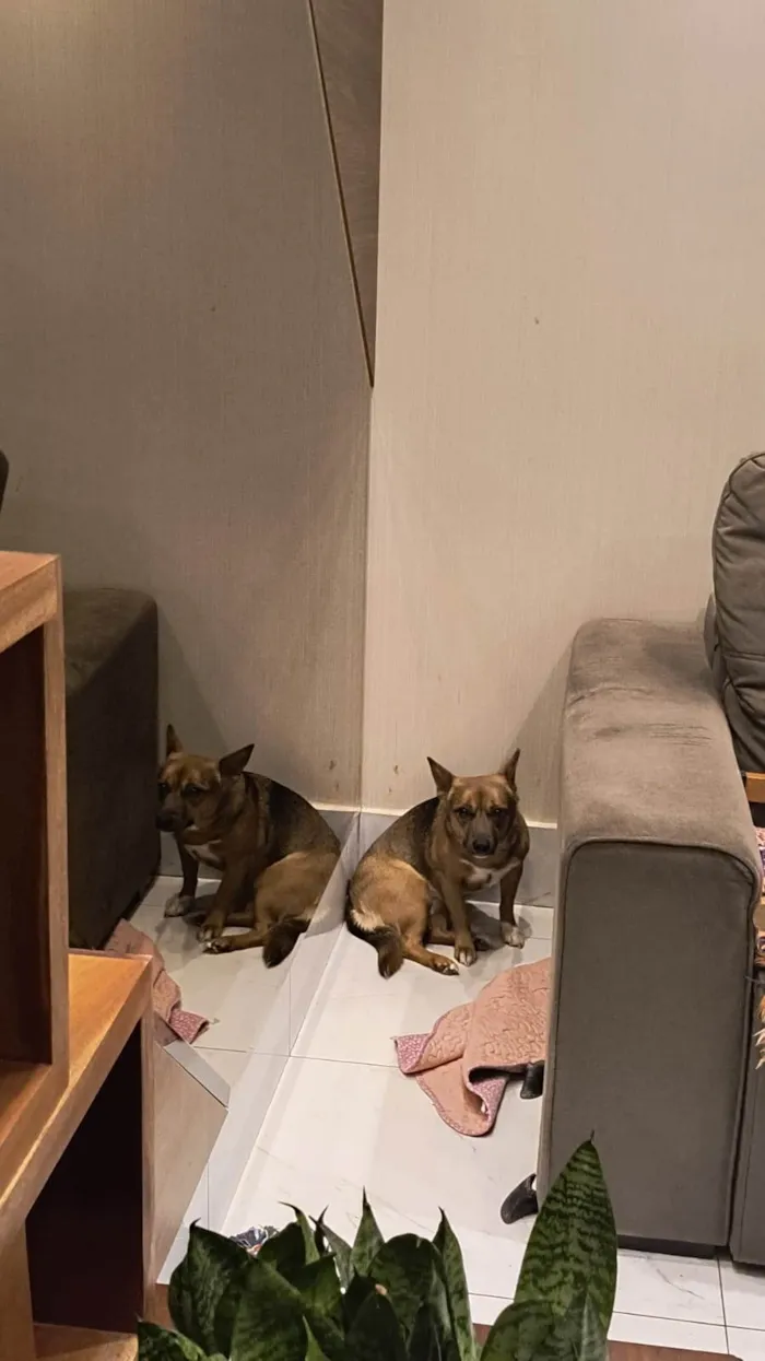 Cachorro ra a SRD-ViraLata idade 1 ano nome Duda