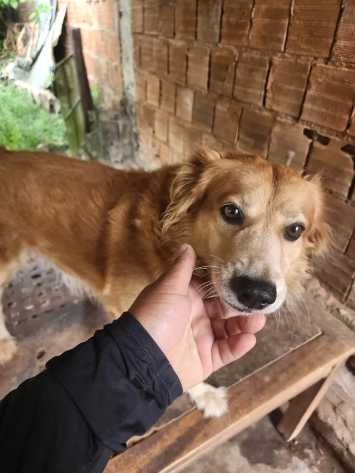 Cachorro ra a SRD-ViraLata idade 2 a 6 meses nome Pitoco 