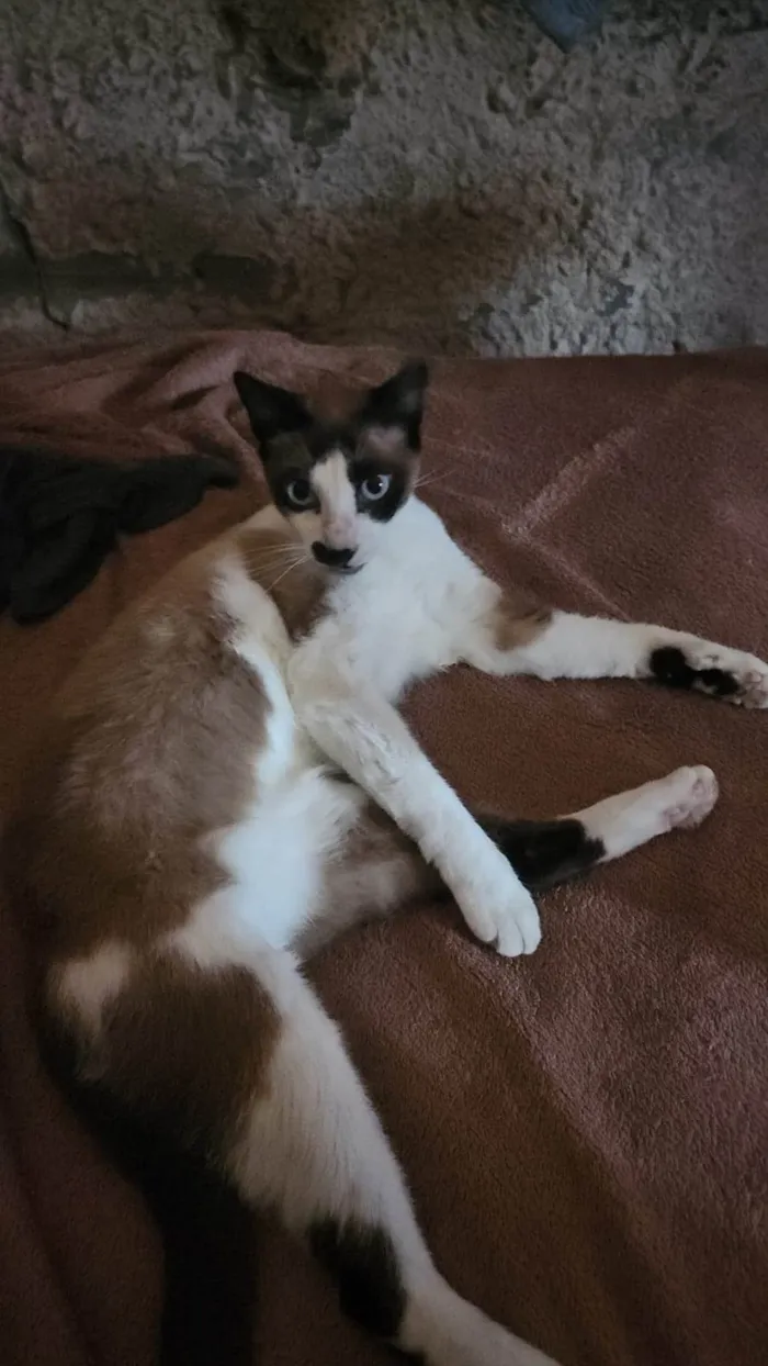 Gato ra a SRD-ViraLata idade 1 ano nome Gabriel 