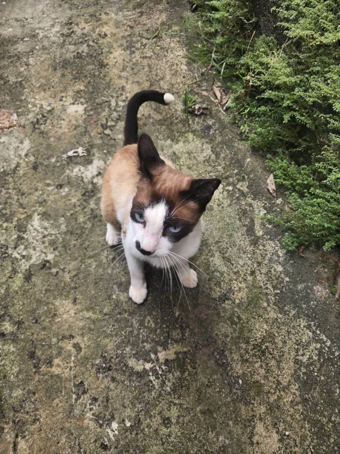 Gato ra a SRD-ViraLata idade 1 ano nome Gabriel 