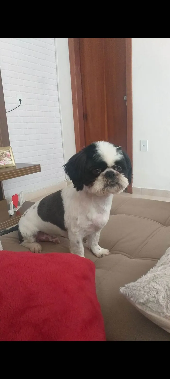 Cachorro ra a Shitzu idade 5 anos nome PAÇOCA