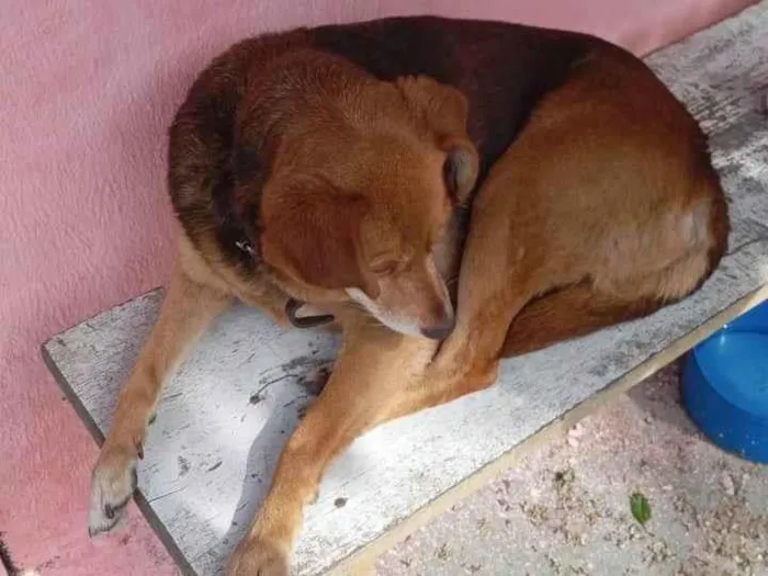 Cachorro raça SRD-ViraLata idade 5 anos nome Prince