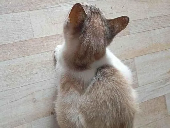 Gato ra a SRD-ViraLata idade 1 ano nome Caganeira