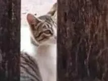 Gato raça SRD-ViraLata idade 1 ano nome Gato
