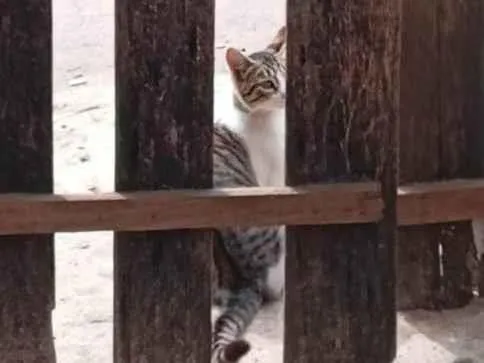 Gato ra a SRD-ViraLata idade 4 anos nome Gata mãe