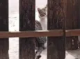 Gata mãe