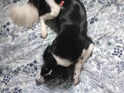 Cachorro raça SRD-ViraLata idade 2 anos nome Penélope