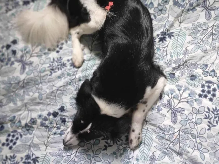 Cachorro ra a SRD-ViraLata idade 2 anos nome Penélope