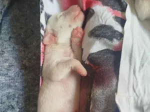 Cachorro raça Basset-Cofap idade Abaixo de 2 meses nome Branquela