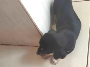 Cachorro raça SRD-ViraLata idade Abaixo de 2 meses nome Neguinha