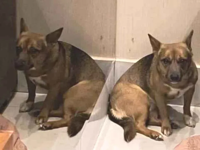 Cachorro ra a SRD-ViraLata idade 1 ano nome Duda