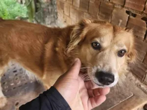 Cachorro raça SRD-ViraLata idade 2 a 6 meses nome Pitoco 