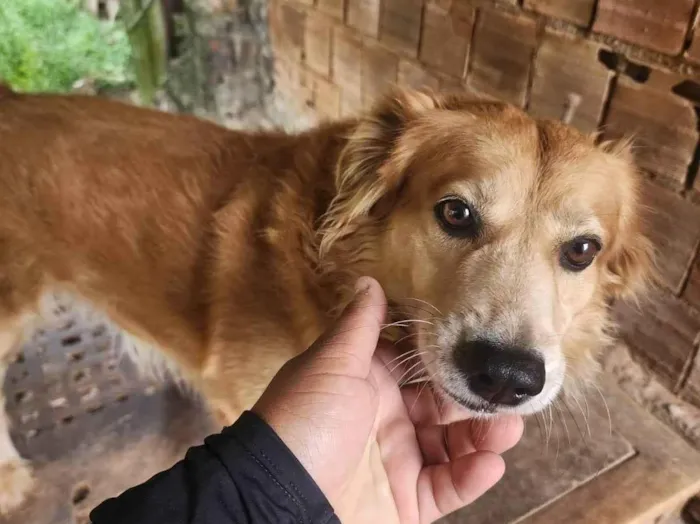 Cachorro ra a SRD-ViraLata idade 2 a 6 meses nome Pitoco 