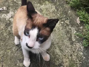 Gato raça SRD-ViraLata idade 1 ano nome Gabriel 