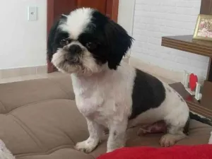 Cachorro raça Shitzu idade 5 anos nome PAÇOCA