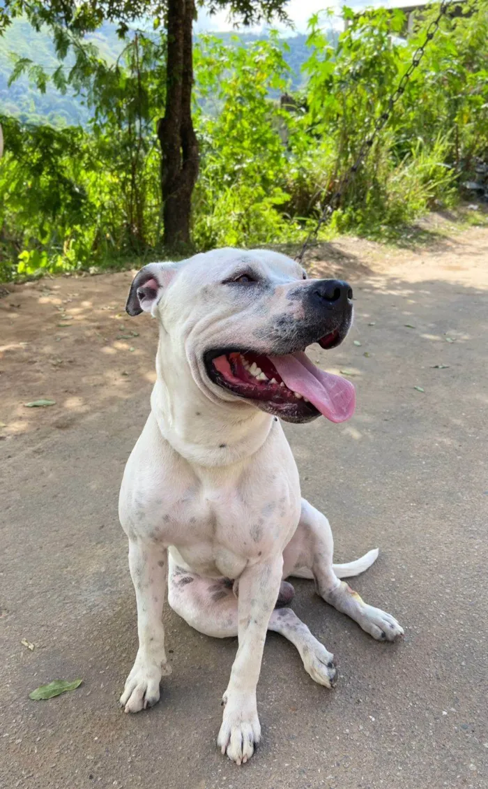 Cachorro ra a Pit-Bull idade 2 anos nome Logan 