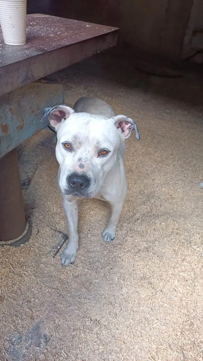Cachorro ra a Pit-Bull idade 2 anos nome Logan 