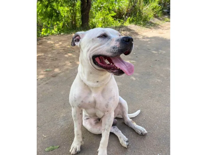 Cachorro ra a Pit-Bull idade 2 anos nome Logan 