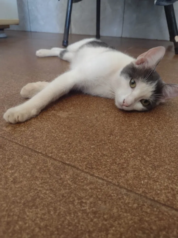 Gato ra a SRD-ViraLata idade 7 a 11 meses nome SEM NOME 