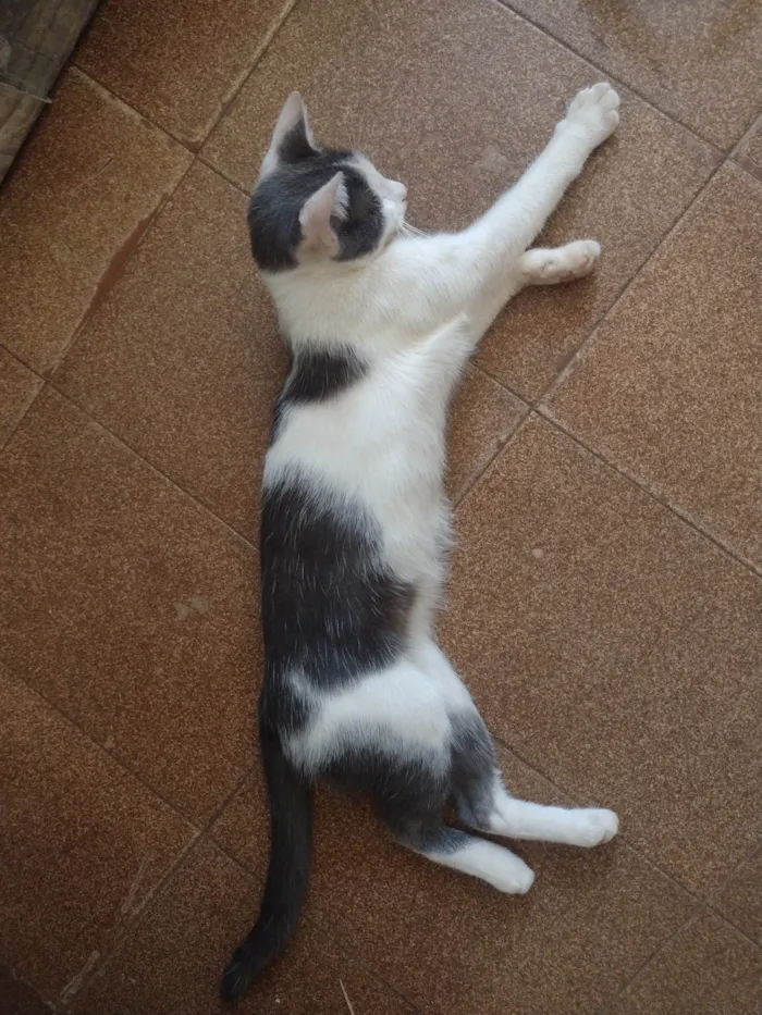 Gato ra a SRD-ViraLata idade 7 a 11 meses nome SEM NOME 