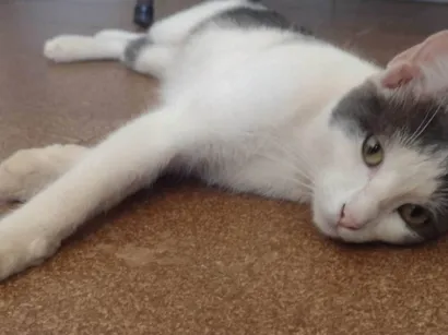 Gato raça SRD-ViraLata idade 7 a 11 meses nome SEM NOME 