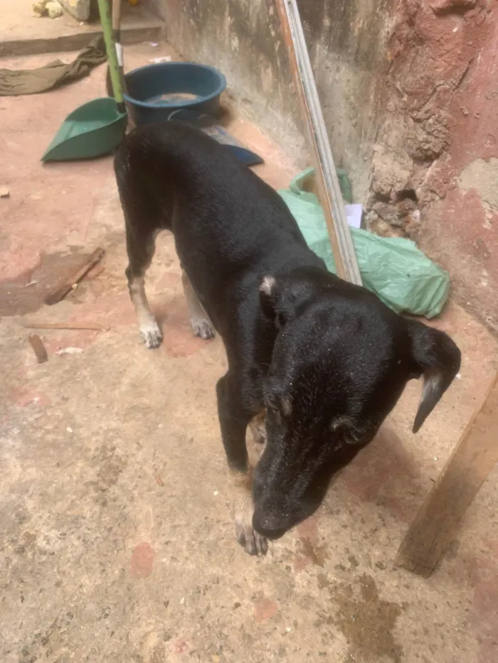 Cachorro ra a SRD-ViraLata idade 2 a 6 meses nome VANILSON DIEGO SILVA