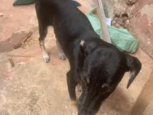 Cachorro raça SRD-ViraLata idade 2 a 6 meses nome VANILSON DIEGO SILVA