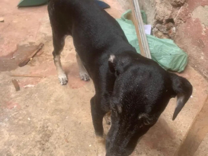 Cachorro ra a SRD-ViraLata idade 2 a 6 meses nome VANILSON DIEGO SILVA