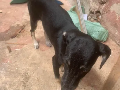 Cachorro raça SRD-ViraLata idade 2 a 6 meses nome VANILSON DIEGO SILVA