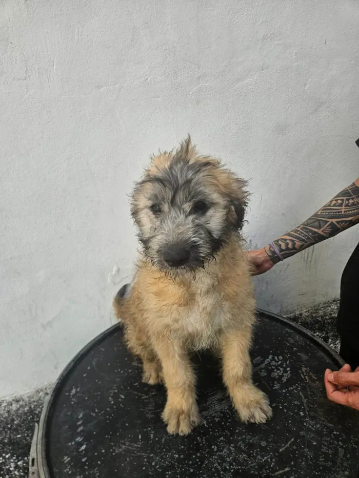 Cachorro ra a SRD-ViraLata idade 2 a 6 meses nome pelucia