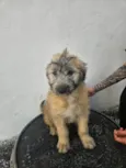 pelucia