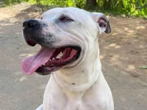 Cachorro raça Pit-Bull idade 2 anos nome Logan 