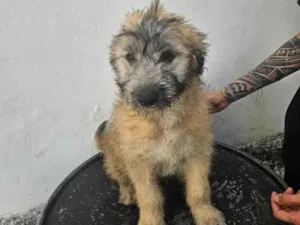 Cachorro raça SRD-ViraLata idade 2 a 6 meses nome pelucia