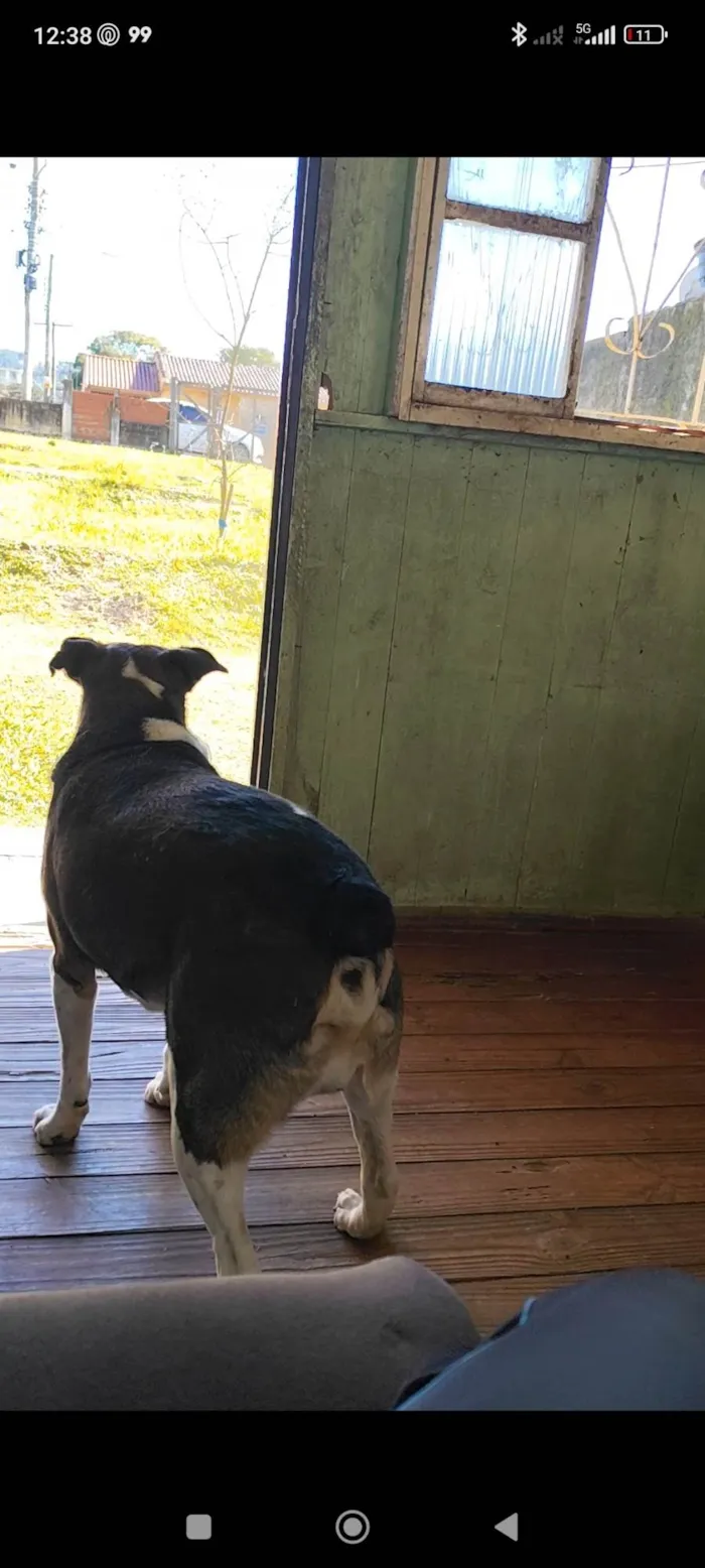 Cachorro ra a SRD-ViraLata idade 4 anos nome Bethoven