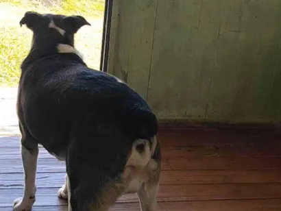 Cachorro raça SRD-ViraLata idade 4 anos nome Bethoven