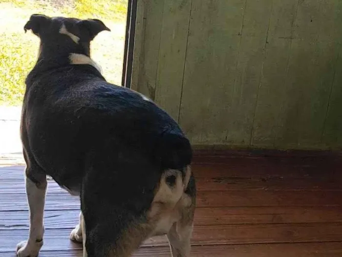 Cachorro ra a SRD-ViraLata idade 4 anos nome Bethoven