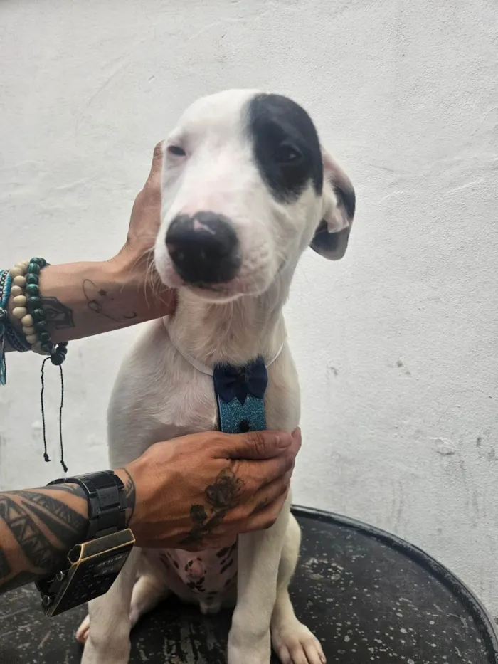 Cachorro ra a SRD-ViraLata idade 2 a 6 meses nome Pintado