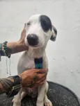 Pintado