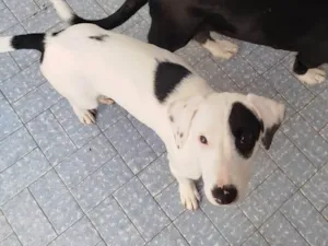 Cachorro raça SRD-ViraLata idade 2 a 6 meses nome Pintado
