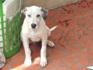 Cachorro raça SRD-ViraLata idade 2 a 6 meses nome Blanco