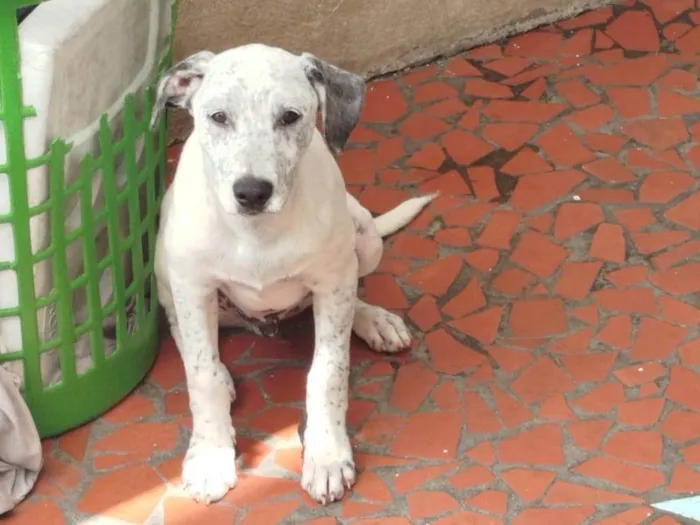 Cachorro ra a SRD-ViraLata idade 2 a 6 meses nome Blanco