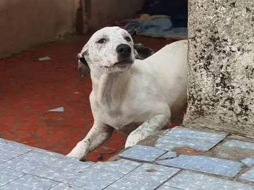 Cachorro ra a SRD-ViraLata idade 2 a 6 meses nome Blanco