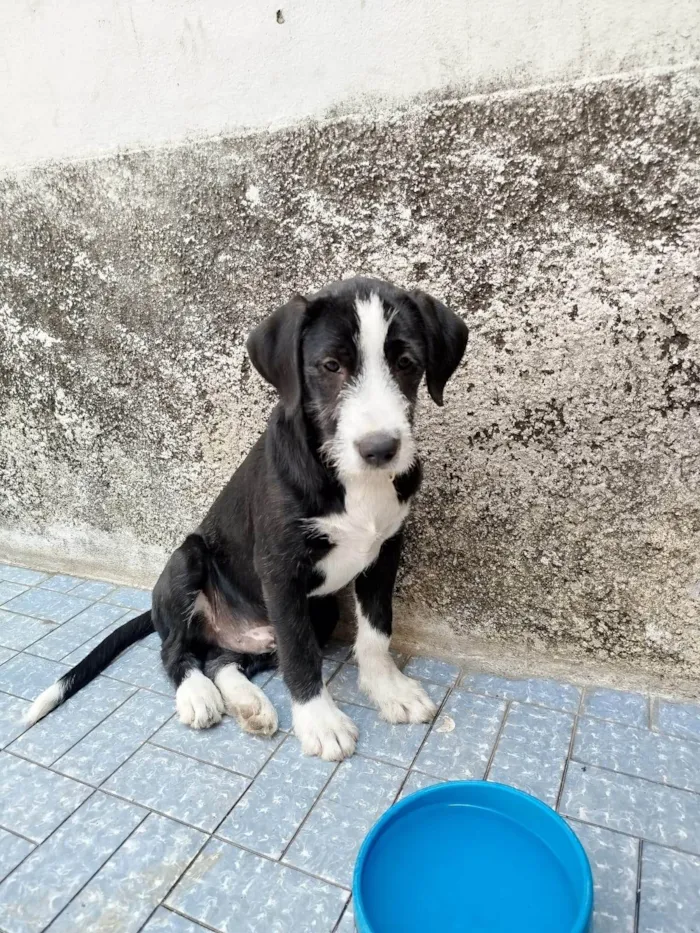Cachorro ra a SRD-ViraLata idade 2 a 6 meses nome Afonso